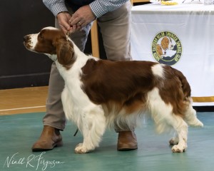 Open Dog